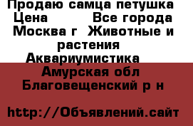 Продаю самца петушка › Цена ­ 700 - Все города, Москва г. Животные и растения » Аквариумистика   . Амурская обл.,Благовещенский р-н